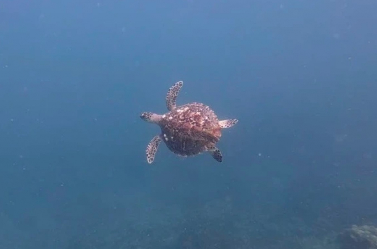 Sea turtle returns to Nha Trang Bay